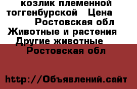 козлик племенной тоггенбурской › Цена ­ 4 500 - Ростовская обл. Животные и растения » Другие животные   . Ростовская обл.